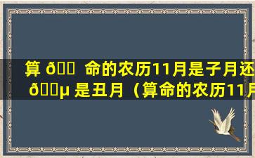 算 🐠 命的农历11月是子月还 🌵 是丑月（算命的农历11月是子月还是丑月呢）